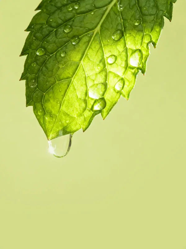 Spearmint